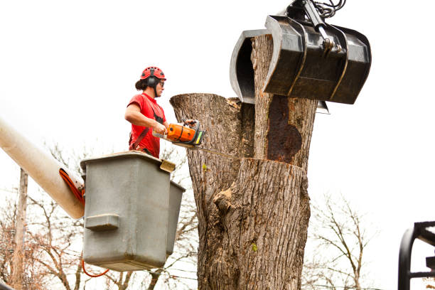 Best Emergency Tree Removal  in South Lyon, MI